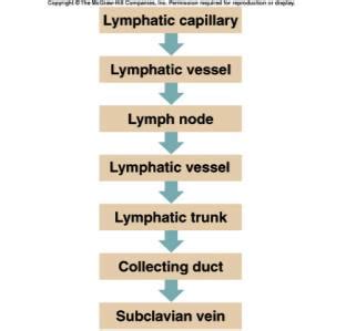 Anatomy Chapter Lymphatic System And Immunity Flashcards Quizlet