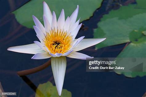 61 Blue Egyptian Lotus Stock Photos, High-Res Pictures, and Images ...