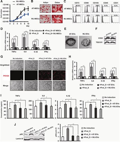 MSC EVs Reduced The Upregulation Of The Cytokine Storm In Calu 3 Cells