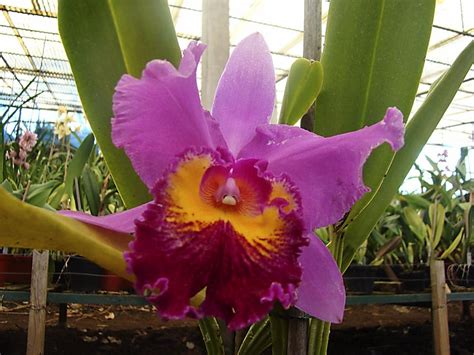 Orquídea Cattleya Las Orquideas