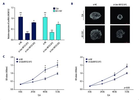 Knockdown Of Linc00152 Inhibited Cell Proliferation In T24 And HT 1197