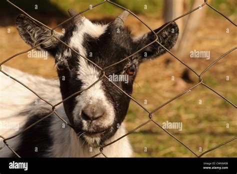 Pygmy Goat Stock Photo Alamy