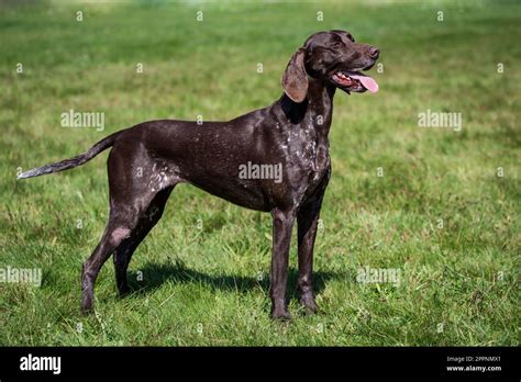 German Short Haired Pointer Deutsch Kurzhaar Stock Photo Alamy
