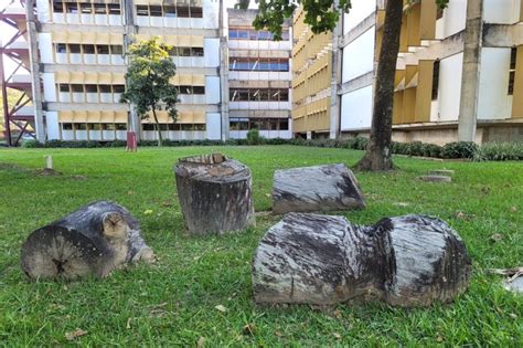 Ufmg Universidade Federal De Minas Gerais De Setembro Anos