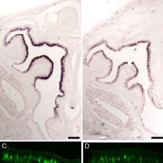 Emx Mice At Age E Had Olfactory Epithelia Containing Mature