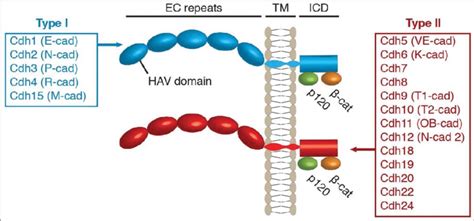 Cadherin Tales Regulation Of Cadherin Function By 59 Off