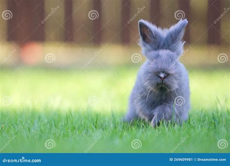 Cute Grey Fluffy Rabbit Running On Grass Backyard Stock Image Image