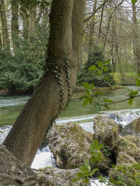 Fotos Gratis Paisaje árbol Naturaleza Bosque Arroyo Desierto Rama Planta Hoja Flor