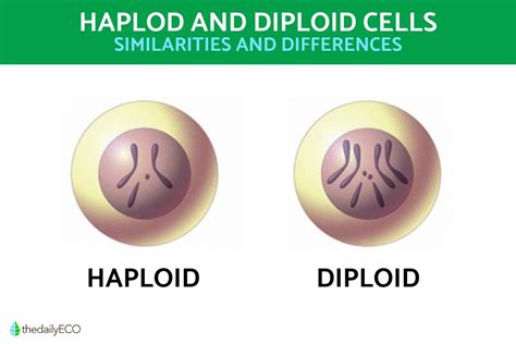 Difference Between Haploid And Diploid Cells With Diagrams