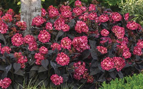 Buy Eclipse Red Bigleaf Hydrangea Free Shipping Wilson Bros Gardens