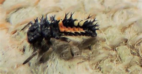 Springfield Plateau: Asian Lady Beetle Larvae