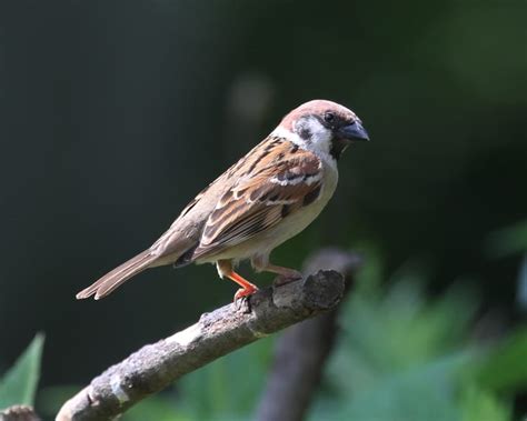 Eurasian Tree Sparrow 7282 | Birdspix