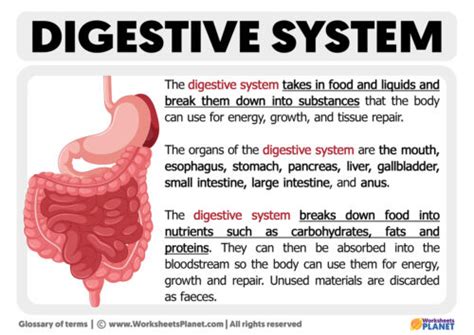 What Is Digestive System Definition