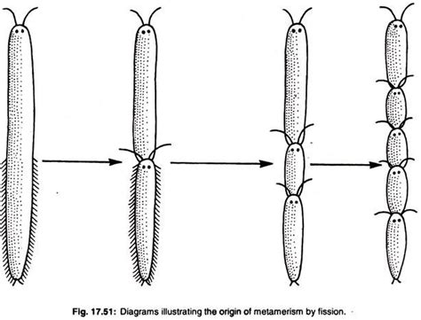 Metamerism Zoology Network