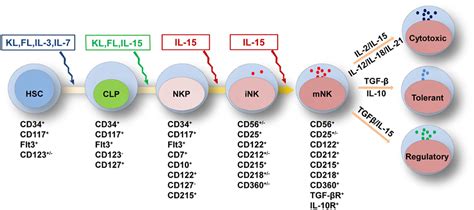 Frontiers Developmental And Functional Control Of Natural Killer