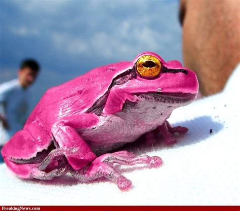 Pink Frogs Pink Frog Hi Res Pictures Frog Pictures Amazing Frog