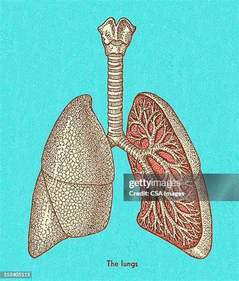 487 Human Lungs Diagram High Res Illustrations - Getty Images