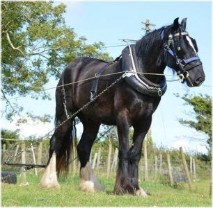 Compare Shire Horse Vs Clydesdale - What's the Difference?