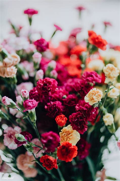 Vibrant Carnation Bouquet