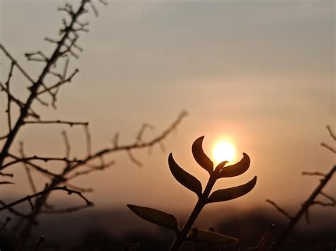 Premium Photo Golden Yellow Sunlight