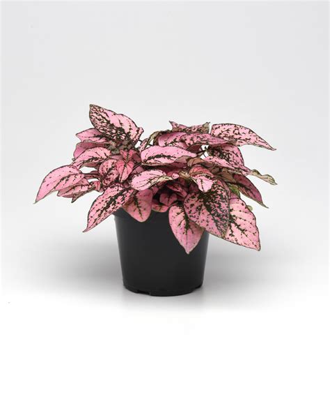 Hypoestes Phyllostachya Splash Select Pink Muller Seeds