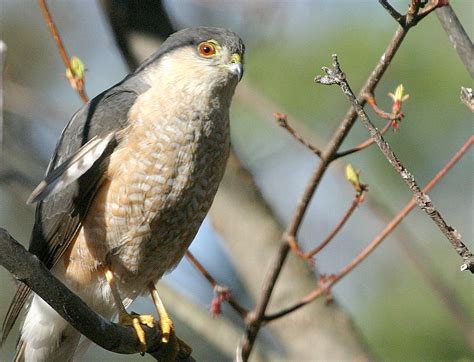 Hawk eye: For sharp-shinned hawks, migration is the best of times | The Timberjay