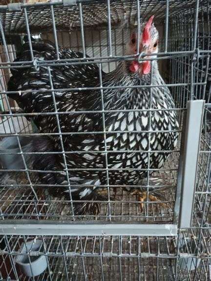 Silver Laced Wyandotte Cochin Banty Hen Mos Old Laying Rogers