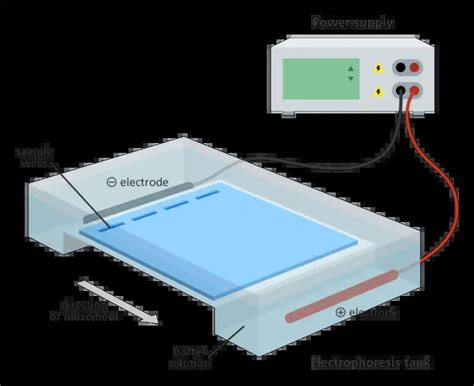 Agarose Gel Electrophoresis Definition Principle Procedure Applications Biology Notes Online