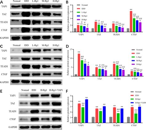 Ginsenoside Rg1 Inhibits The Activation Of YAP1 TAZ Signaling Pathway