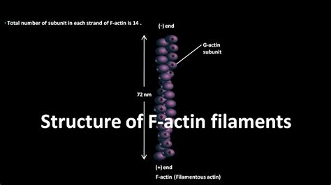 F Actin Filament Structure Youtube