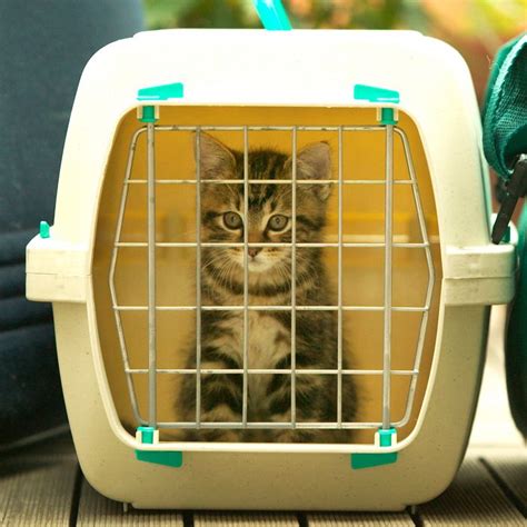 8 Interesting and Best Cat Carrier For Car Travel - A Great Guide! - I ...