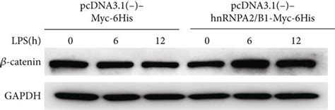 The Effect Of Hnrnpa B Reverses The Lps Induced Downregulation Of