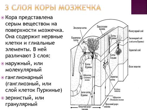 Кора мозжечка гистология схема