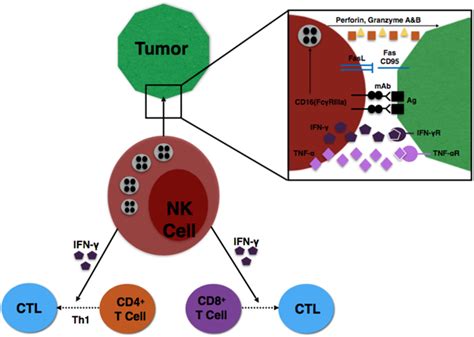 Frontiers Natural Killer Cell Based Immunotherapy In Gynecologic