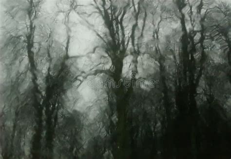 Haunted Woods stock image. Image of bizarre, atmospheric - 5804767