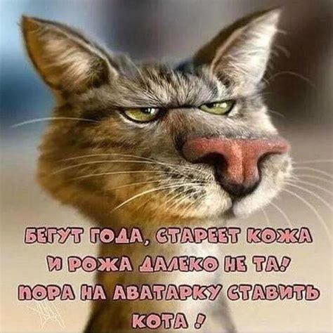 Самые смешные коты