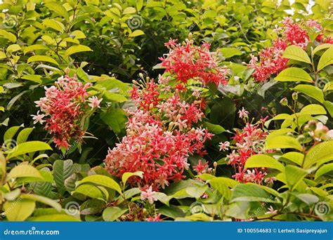 Rangoon Creeper stock image. Image of plant, beauty - 100554683