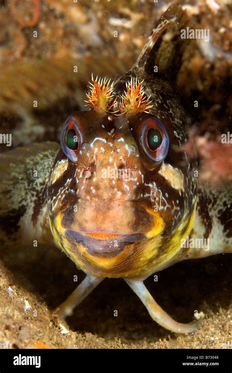 fish face  res stock photography  images alamy