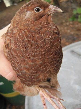 Coturnix Varieties Red Range Chickens Backyard Chicken Feeders Quail