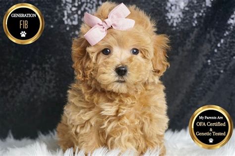 Maltipoo Posh Puppies Indiana