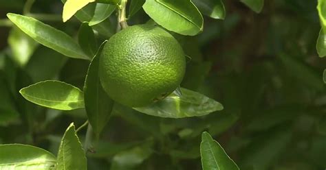 New Citrus Greening Method Holds Promise For Florida