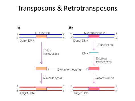 PPT - Genomes & their evolution PowerPoint Presentation - ID:3060042