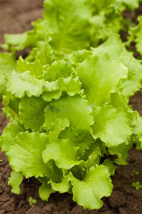 Green Lettuce Growing In Vegetable Garden Stock Image Image Of Farm