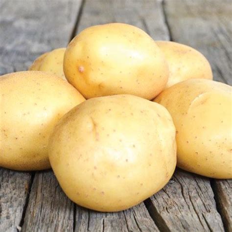"Аризона" Голландия (1 репродукция) купить - "Насіння Експерт"