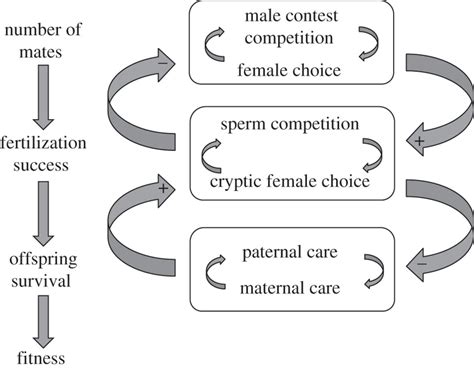 Polyandry As A Mediator Of Sexual Selection Before And After Mating Philosophical Transactions