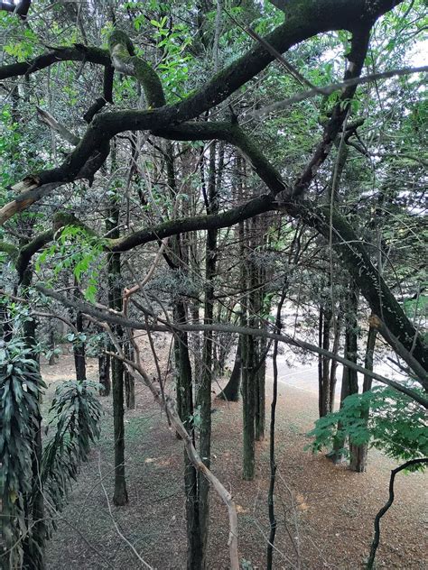 Twigs Tree Nature Free Photo On Pixabay