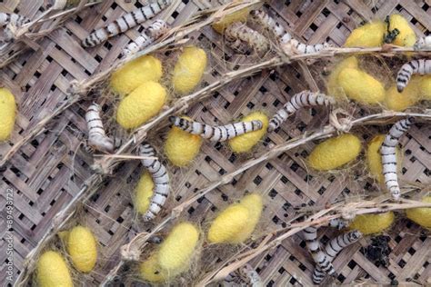 Silkworm Spinning Cocoon