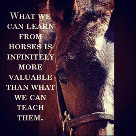 What We Can Learn From Horses Is Infinitely More Valuable Than What We