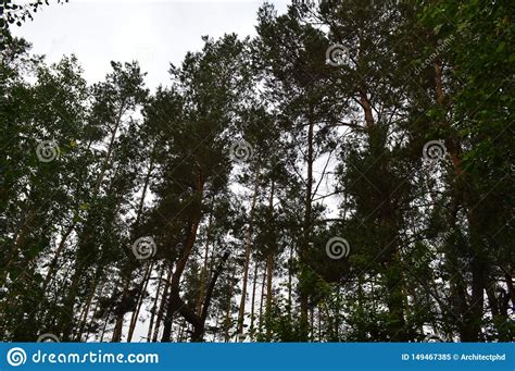 Paisajes De Las Plantas Y De Los Rboles Del Bosque Del Verano Imagen