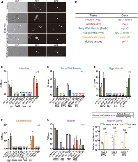 Ageing Induces Tissuespecific Transcriptomic Changes In Caenorhabditis